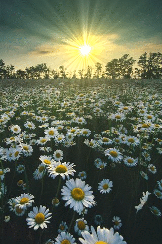 9315166d9fb08b3a20d6080e1036211c.gif