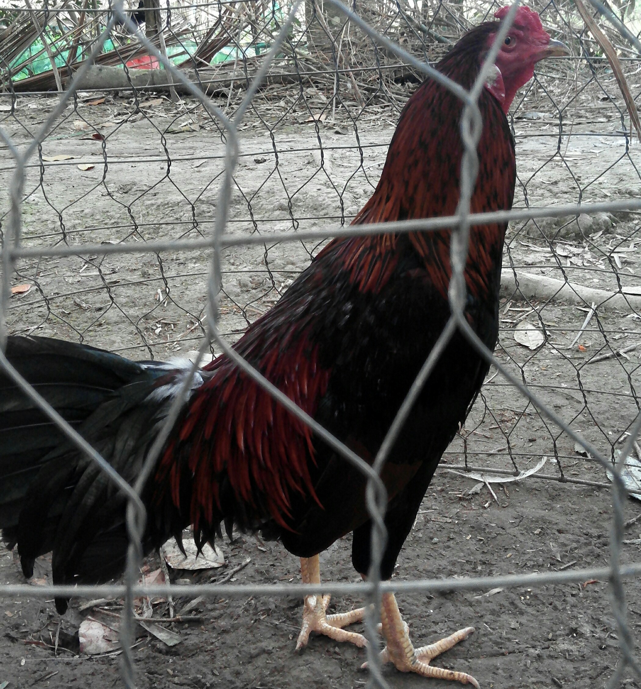 _20161230_191125.JPG