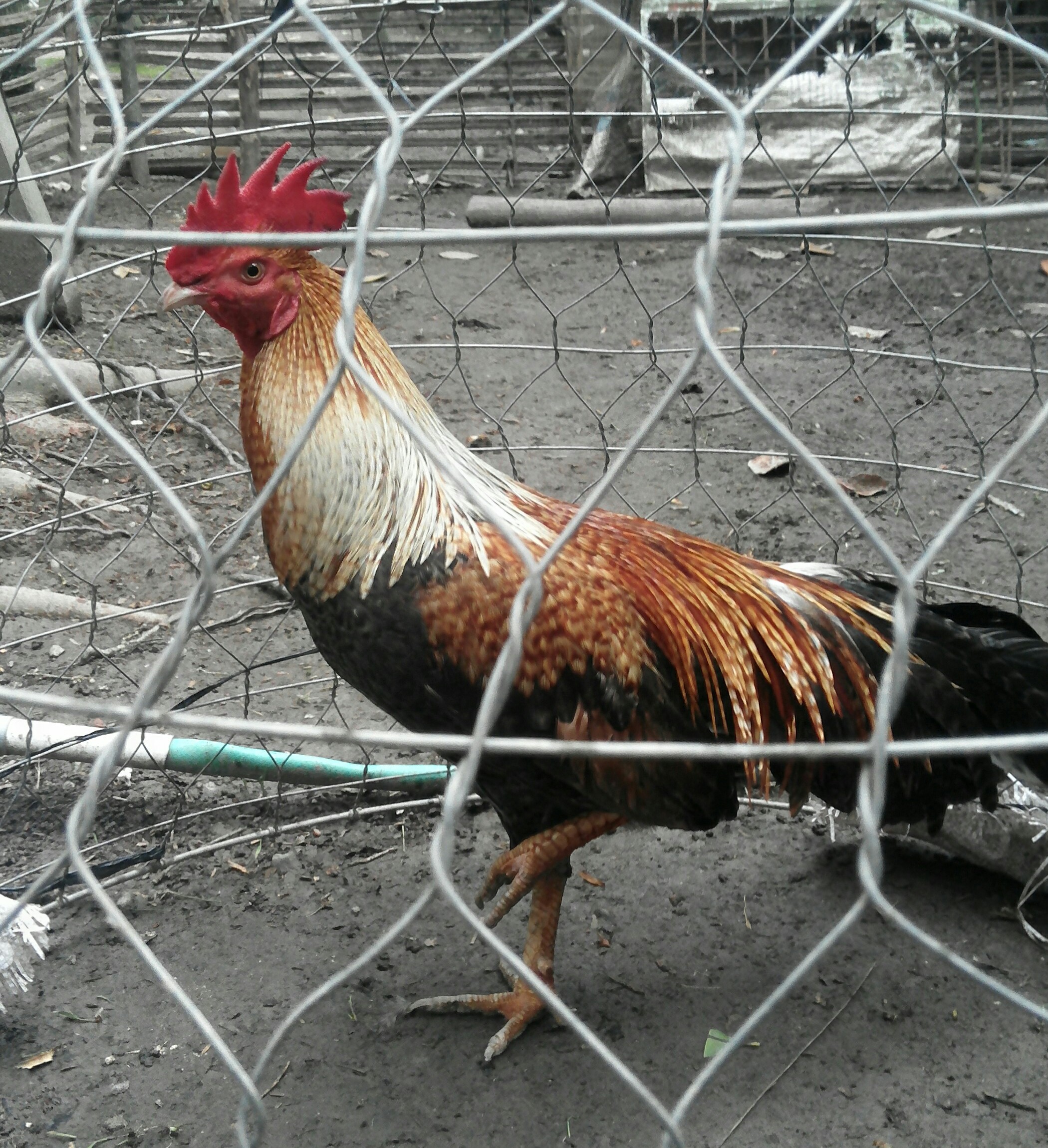 _20170518_160233.JPG