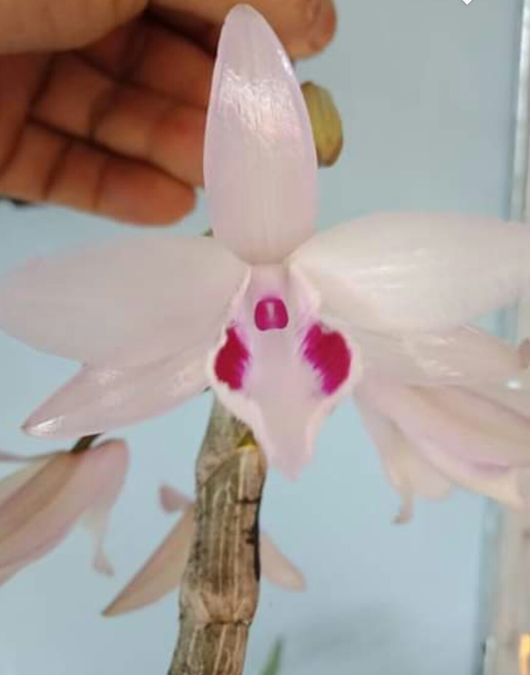 _20190412_070147.JPG