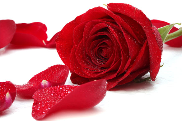 a-rose-flower[1].jpg