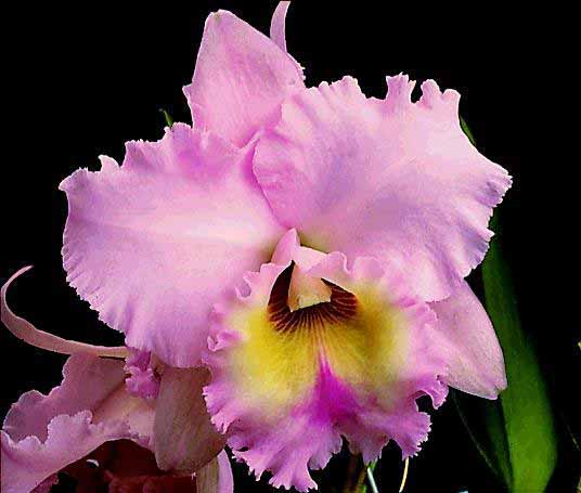 A26orquidea[1].jpg