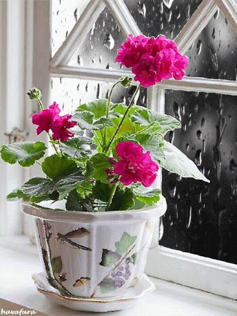 a3ed85ebcdd3458db4a79caaef5f6238.gif