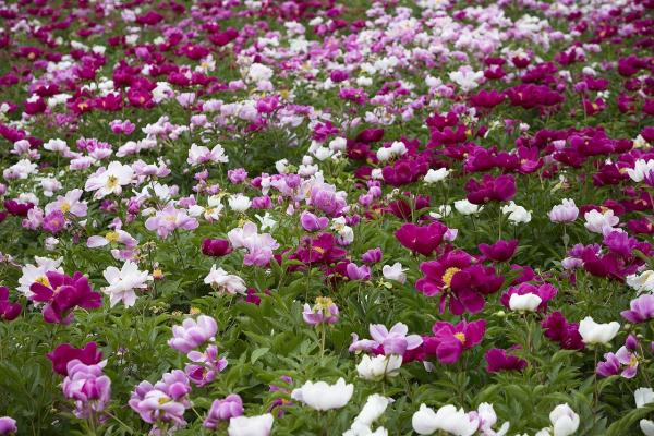 Aikatu_158677_1[1].jpg