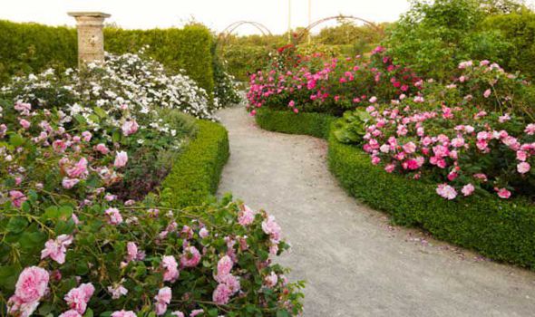 Alan-Titchmarsh-tips-rose-garden-summer-580513[1].jpg