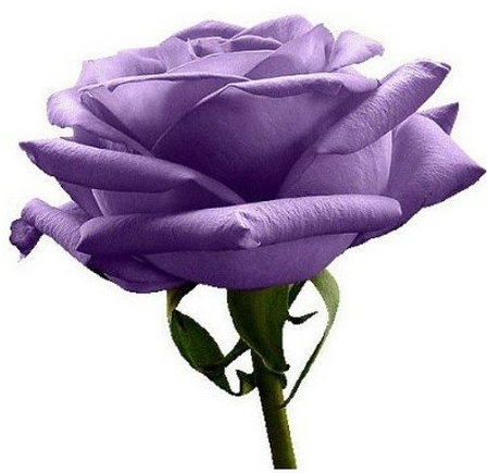 Amazon-Purple-Rose[1].png