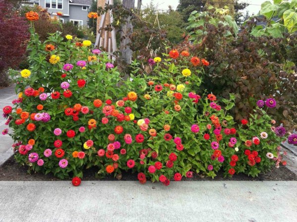 amenagement-petit-jardin-fleurs[1].jpg