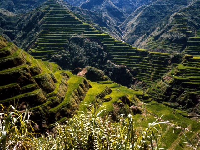 ancient-rice-terraces-in-philippines-hd-wallpaper-0[1].jpg