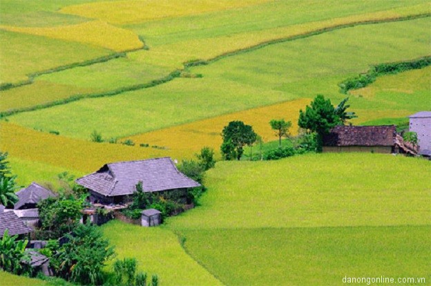 anh-dep-canh-dong-lua20__55361_zoom[1].jpg