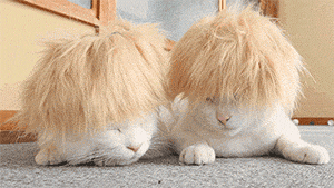 anh-dong-nhung-con-meo-dang-yeu-nhat-the-gioi-1-hinh-4.gif