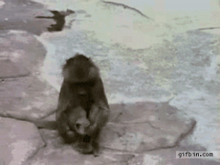 anh dong ve khi (70).gif