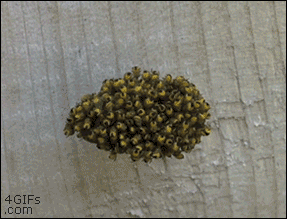 anh-dong-ve-nhen-khien-ban-noi-da-ga-hinh-11.gif
