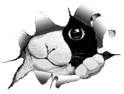 animated-cat-image-0368.gif