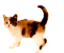 animated-cat-image-0416.gif