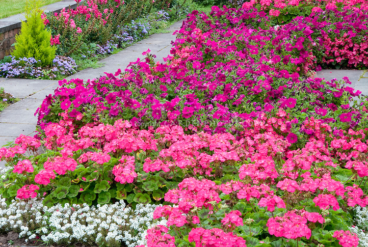 Annuals-Garden-Drifts-J017512[1].jpg