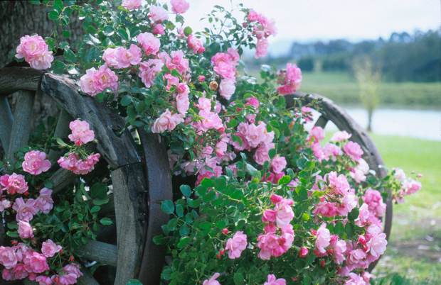 Appleblossom-on-wagon-wheel[1].jpg