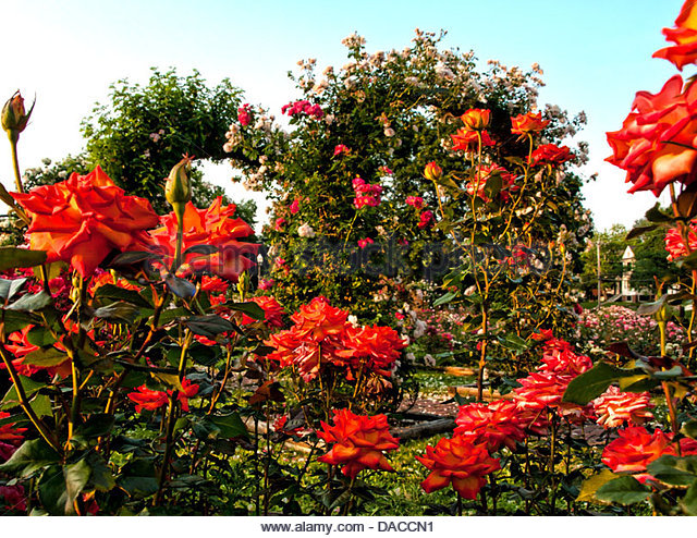 assorted-red-roses-in-a-formal-rose-garden-daccn1[1].jpg