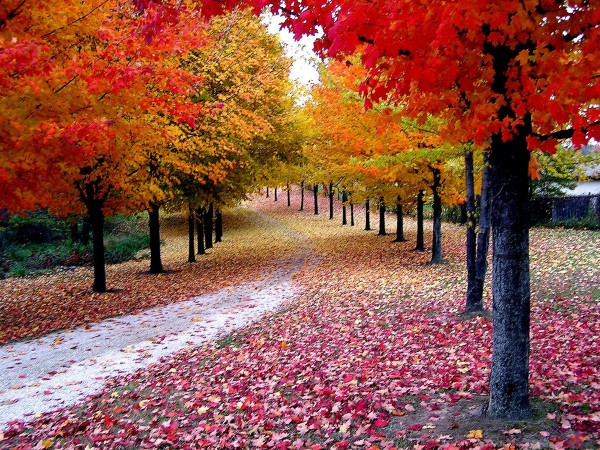 autumn-9-600x450[1].jpg