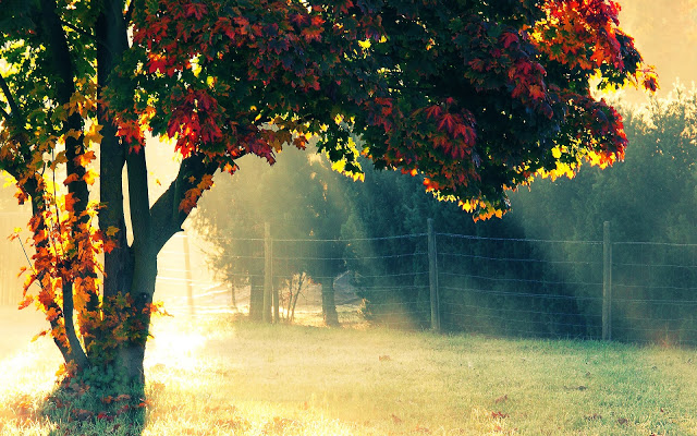 autumn_morning-wide[1].jpg