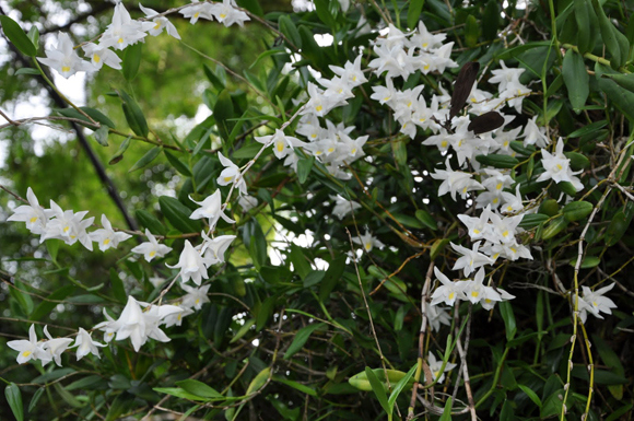bach-cau_dendrobium-crumenatum[1].jpg
