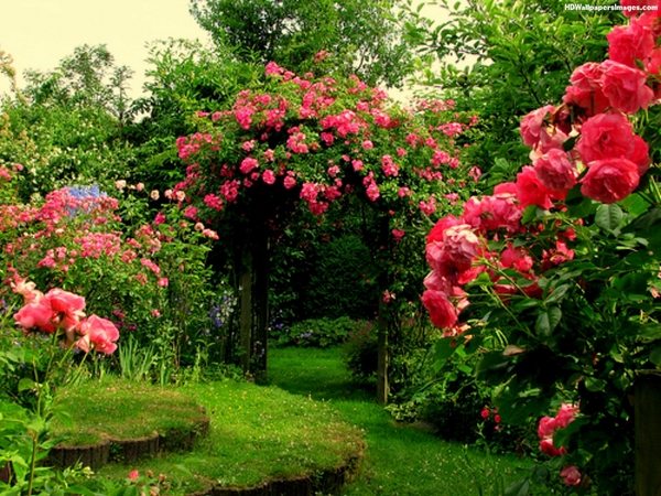 backyard-oasis-ideas-rose-shrubs-garden-trelis[1].jpg