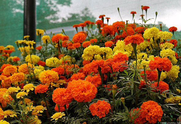 bangalore_lal_bagh_flower_show_marigold[1].jpg