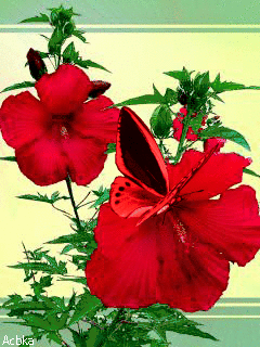 bde8e25fbc320bad9d9dea79dbe99f89.gif