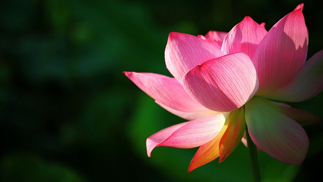 Beautiful-Lotus-Flower-Photos-5[1].jpg