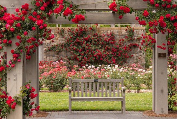 beautiful-rose-garden-romantic-red-roses-garden-bench[1].jpg