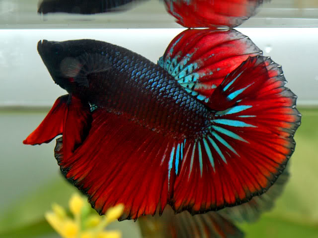 betta-viet-nam-15[1].jpg