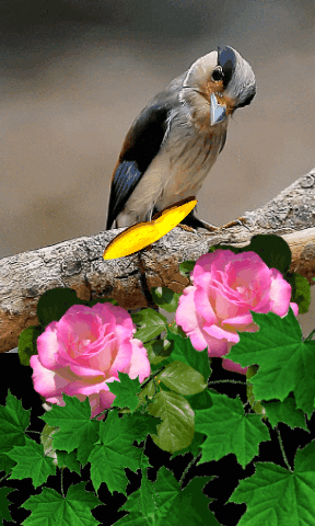 bf08f2fef80e9fc032b8c47e3a9db362.gif