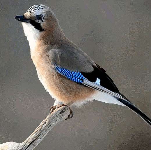 Bird 5.gif
