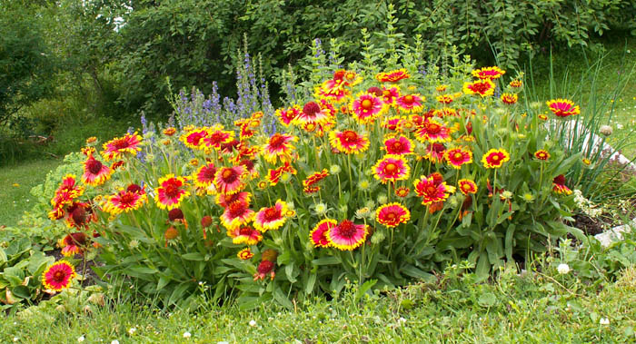 Blanket-flower[1].jpg