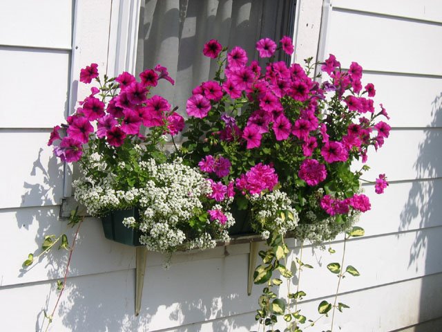 BRWindowbox1Sm[1].jpg