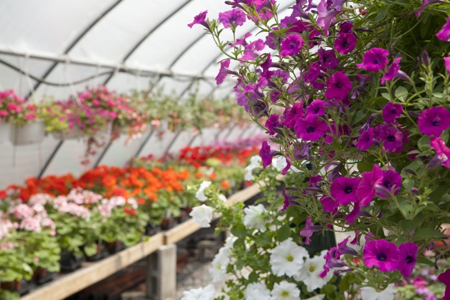 buying-plants-off-season[1].jpg