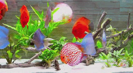 c%C3%A1%2B%C4%91%C4%A9a%2B%C4%91%E1%BA%B9p%2Bm%E1%BA%AFt[1].gif