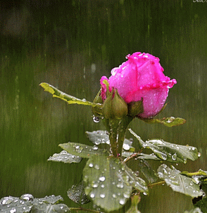 c9950db9c886df165e7a8f11ed994b0d.gif
