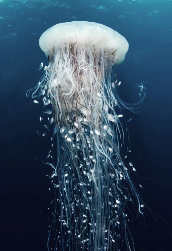 C__Data_Users_DefApps_AppData_INTERNETEXPLORER_Temp_Saved Images_untitled(106).png