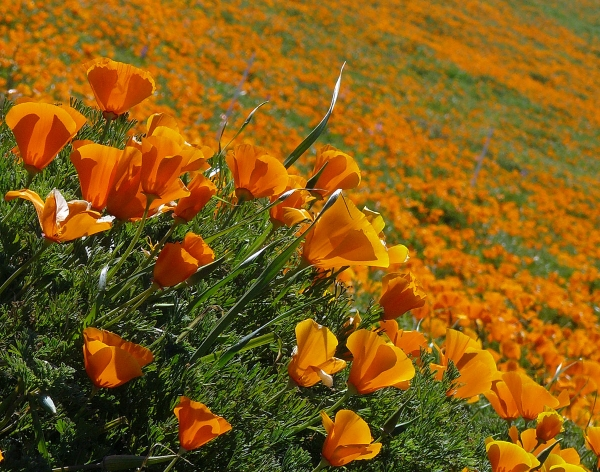 C__Data_Users_DefApps_AppData_INTERNETEXPLORER_Temp_Saved Images_untitled(164).png