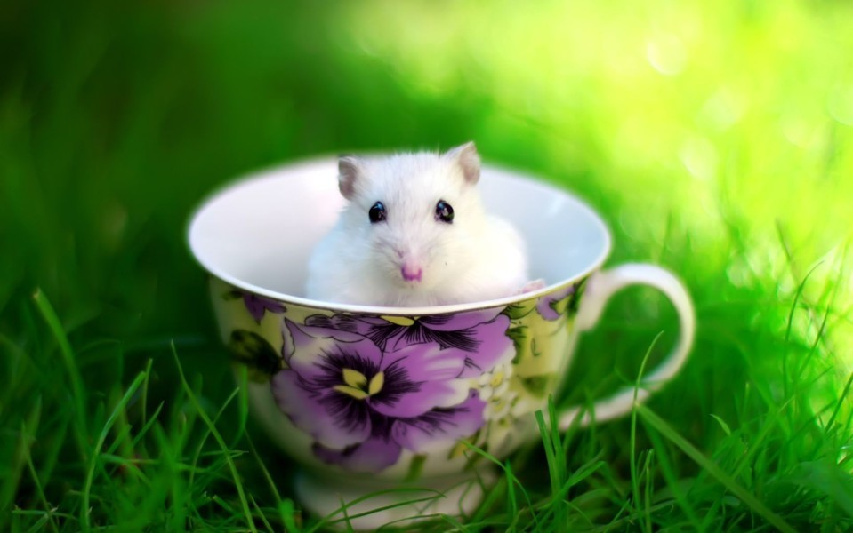 C__Data_Users_DefApps_AppData_INTERNETEXPLORER_Temp_Saved Images_untitled(38).png