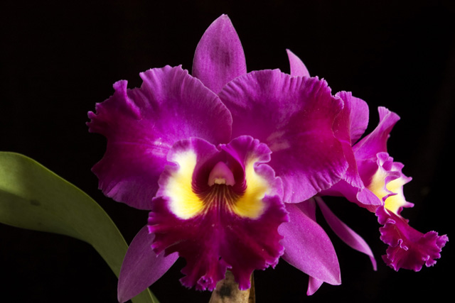 cattleya[1].jpg