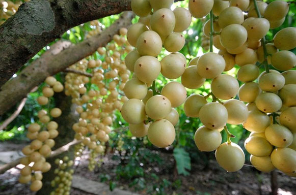 cay-bon-bon[1].jpg