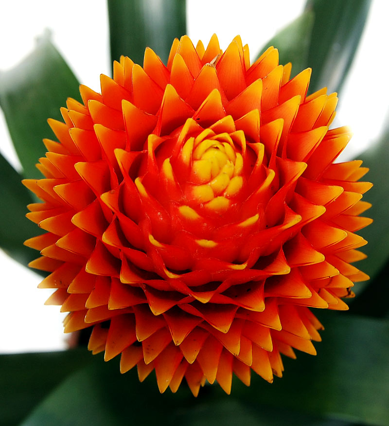 cay phat loc hoa lon 1.jpg