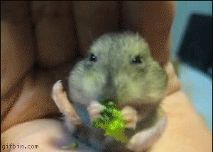 chum-anh-19-chu-chuot-hamster-ngo-nghinh-tam-su-ve-chuyen-an-uong-.gif