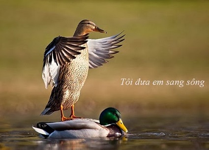 Chum-Anh-Vui-Che-Hai-Huoc-Trong-Ngay_01.jpg