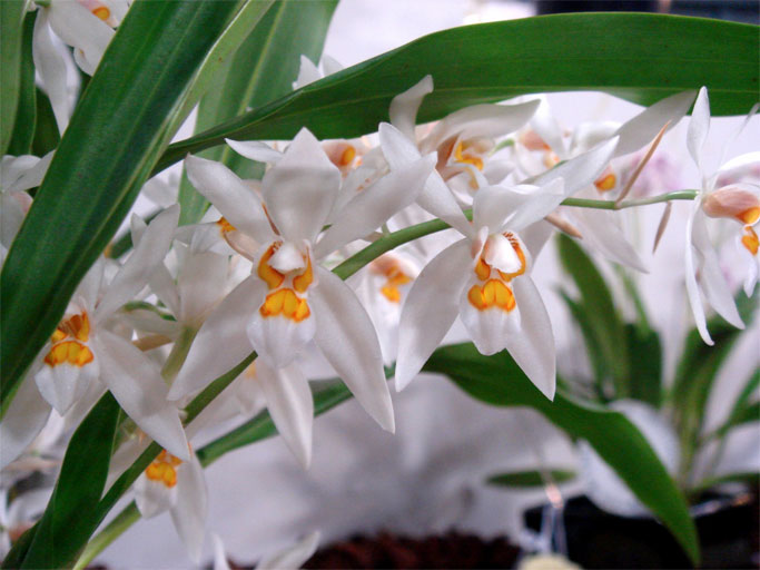 Coelogyne-nitida[1].JPG