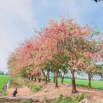 Cung đường Tình Ái.jpg