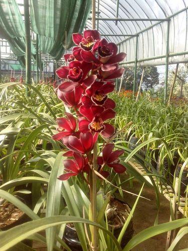 cymbidium-orchid-plant-500x500[1].jpg