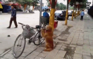 d3232bc8gw1ek8q1ewrgzg208d05ahdv.gif