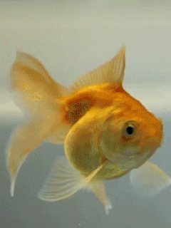 d3e4ad48d9521530a35dbdb567183cb1.gif